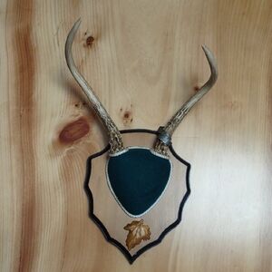 Vintage Mounted Deer Antler Trophy